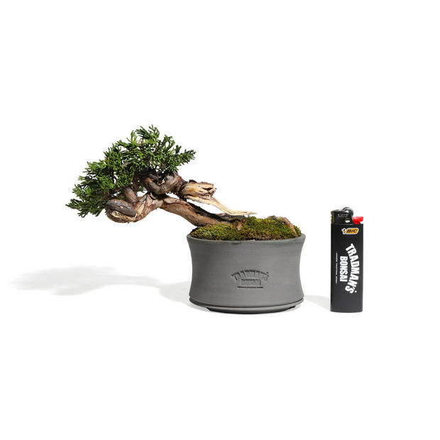 真柏　-Japanese Juniper-　（推定樹齢30年） 詳細画像